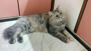 A persian cat. She is healthy and very cute.