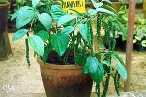 Black Bush Pepper Plants Do You Want