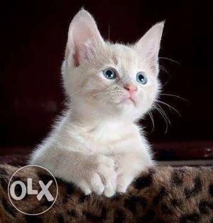 Blue eyes white Persian cat..