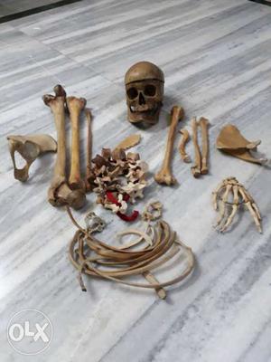 Brown Skulls And Skeletons