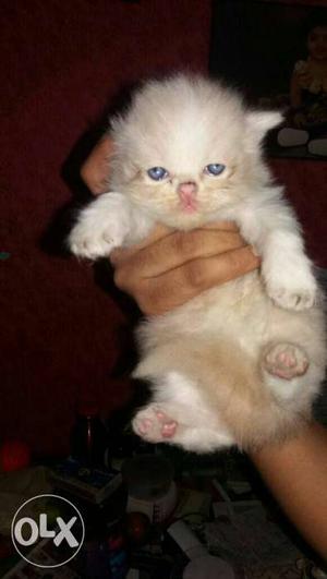 Cream color kitten n calico color kittens