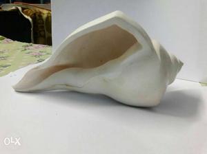 It's a valampuri shell 22cm length and 13 cm wide