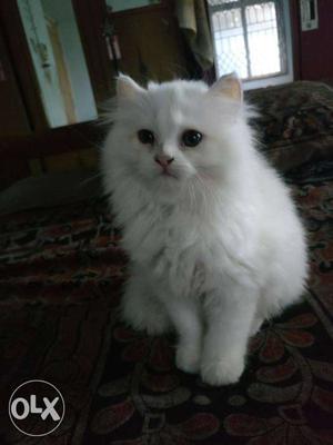 Persian Cat Female 100% percent pure breed White