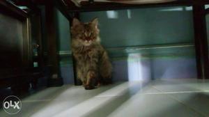 Persian cat 3monts baby female...please sale urgent...