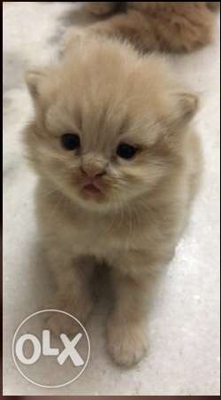 Pure Persian golden kitten