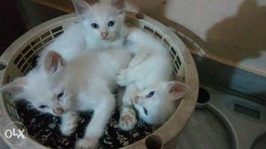Tiny white kittens