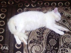 Urgent sell. White colour female 3 month old.