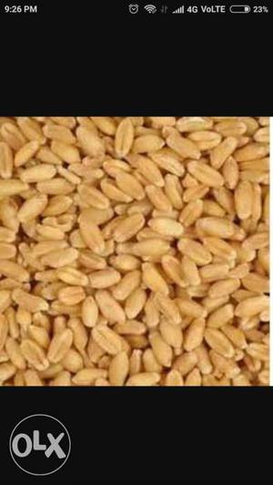 Wheat 40 quintal,  kg gehu