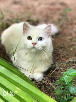 White Female percian cat