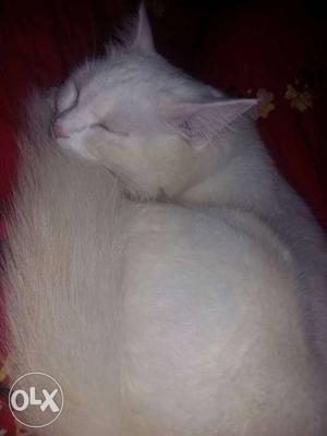 White persian female cat 11 months old