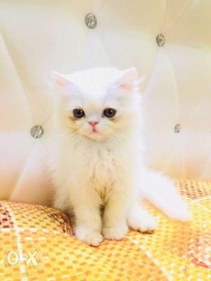 White punch face female persian kitten import line available