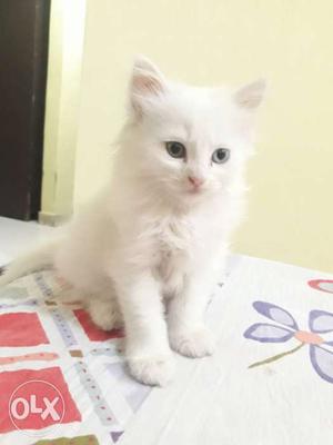 2 months old persian female