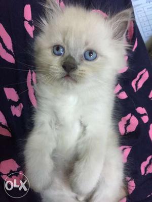 2 months old pure persian male blue eyes