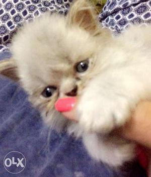 3 months old semi punch persian kitten recently