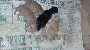 5 newly born kittens for sale. price  each.