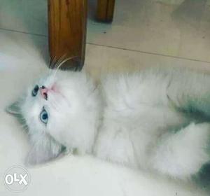 8 month old trained female Persian cat.