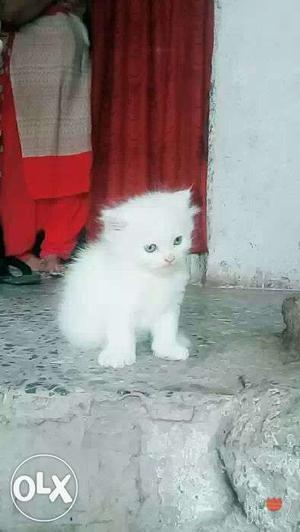 All colours persian kittens aee available.for.sell