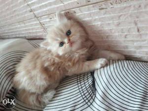 All colours persian kittens r avAilable for sell