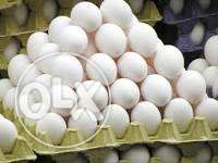 Egg on wholesale price in Abdulpur pinjore home delivery