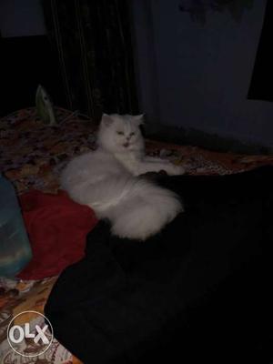 Female Semi Punch Persian Cat
