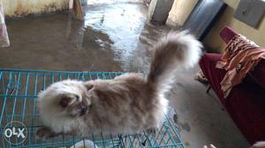 Female persian cat colourpoint 2 year's old sell
