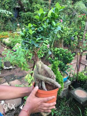Ficus bonsai for sale