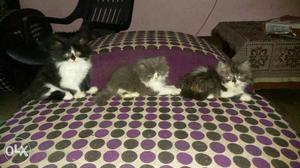 Flat face persian kittens for immediate sale