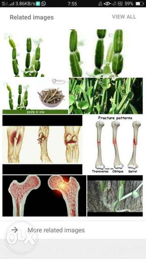 Green Leaf Plant And Bones Screenshot