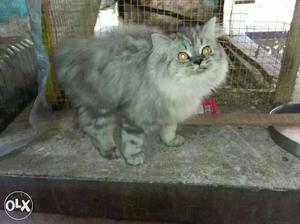 Grey persian cat kitten male urgent sale doll face