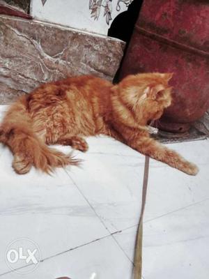I want to sell my male persain cat 1.5 year old