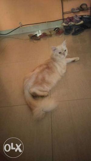 Need to sell 15 month female cat fawn colour very