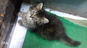PURE BREED of persian cat for urgent sale..3