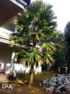 Palm tree for sale