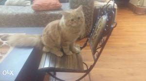 Persian Cat male 5 mths old fully trained..