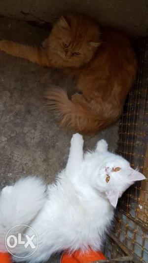 Persian Cats pair