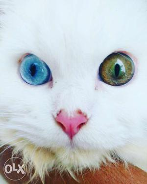 Persian cat 6 months coloured eyes