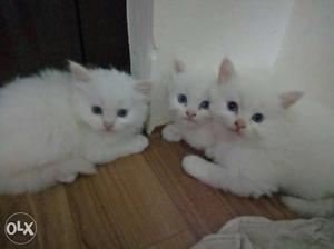 Persian cat apple face for sale