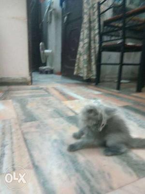 Persian cat grey & golden 60 day old only