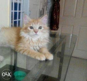 Pure Persian 2months old male cat. With long hairs.
