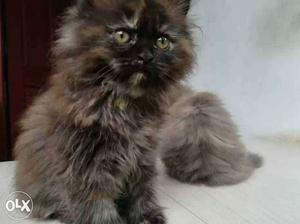 Russian blue persian cat for sale