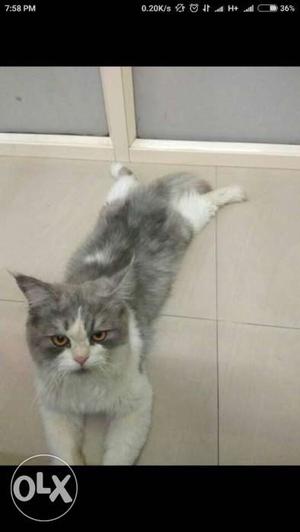 Silver Tabby persian Cat including cage