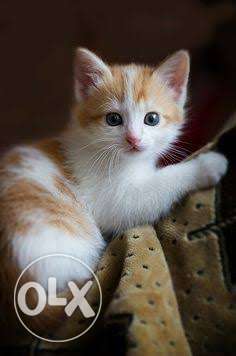 Small Short-fur Orange And White Kitten