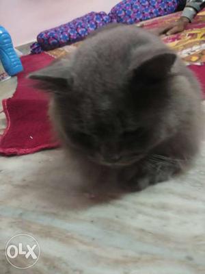 This is male parcian cat. If any body want Call me