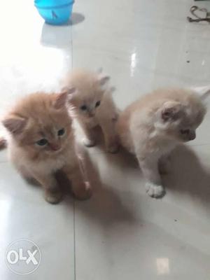 Three Brown Tabby Kittens