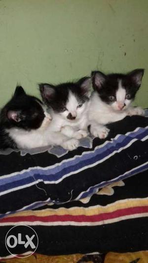Three Tuxedo Kittens