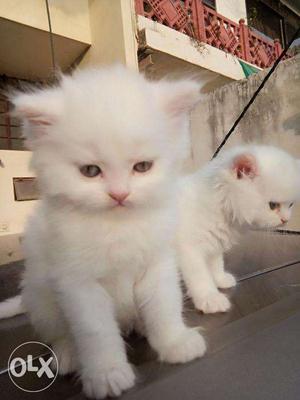 Very Pretty & Cute Persian Kitten Available For Sale