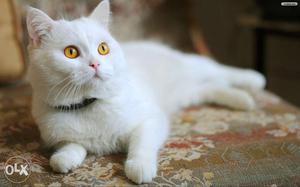White Cat In Ullal
