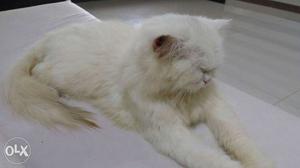 White Long Coat Cat