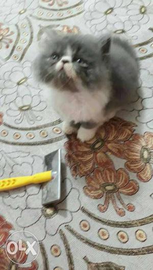 Gray And White Exotic Shorthair
