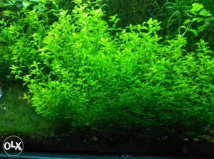 Live aquarium carpeting plant is available for